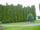 hedge along Second Street, circular driveway