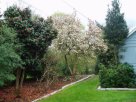 japanese magnolia, April blooms