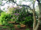 Rhodies in bloom