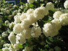 Viburnum